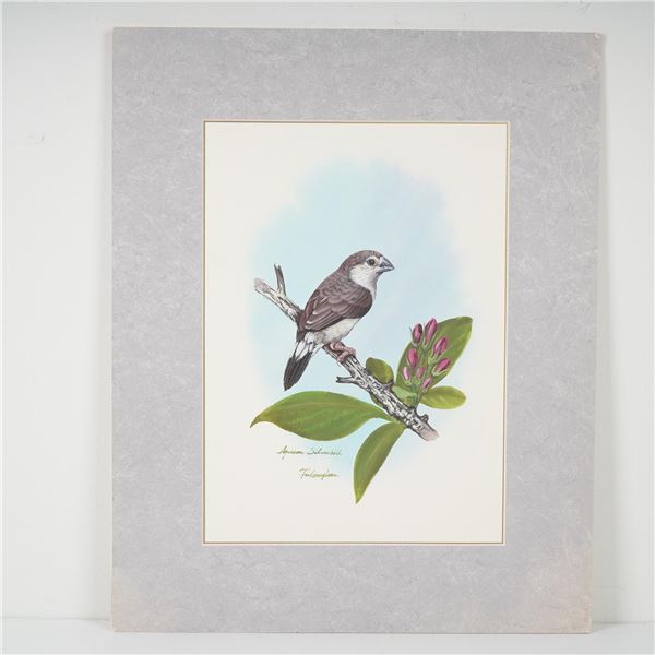 Signed Fai Leung Lam Watercolor, African Silverbill
