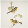 Image 4 : 2pc Bird Lithographs, Serin Finch and Lesser Redpole