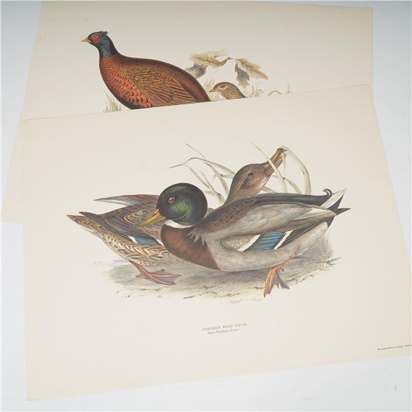 2pc Bird Prints, Common Pheasant and Common Wild Duck