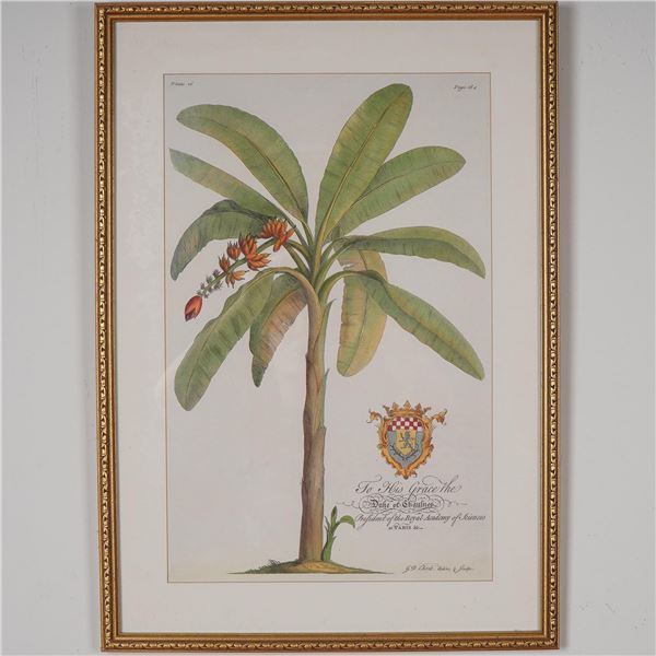 Framed Botanical Decorative Print After Georg Dionysius Ehret, Banana Tree