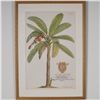 Image 1 : Framed Botanical Decorative Print After Georg Dionysius Ehret, Banana Tree