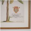 Image 2 : Framed Botanical Decorative Print After Georg Dionysius Ehret, Banana Tree