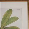 Image 3 : Framed Botanical Decorative Print After Georg Dionysius Ehret, Banana Tree