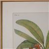 Image 5 : Framed Botanical Decorative Print After Georg Dionysius Ehret, Banana Tree