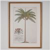 Image 1 : Framed Botanical Decorative Print After Georg Dionysius Ehret, Palm Tree