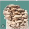 Image 1 : Happy Caps Shiitake Mushroom Growing Kit, Pro Farm Certified, 2 kg