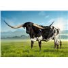 Image 1 : A&S Awesome Cow