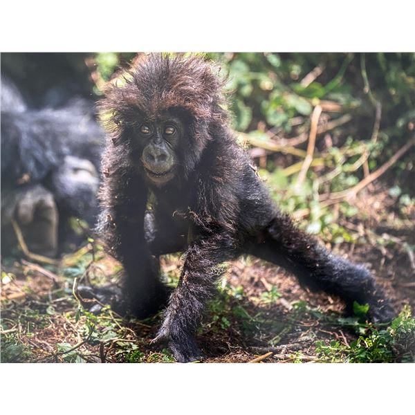 Original African Safari photo