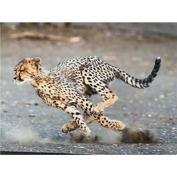 Original African Safari photo