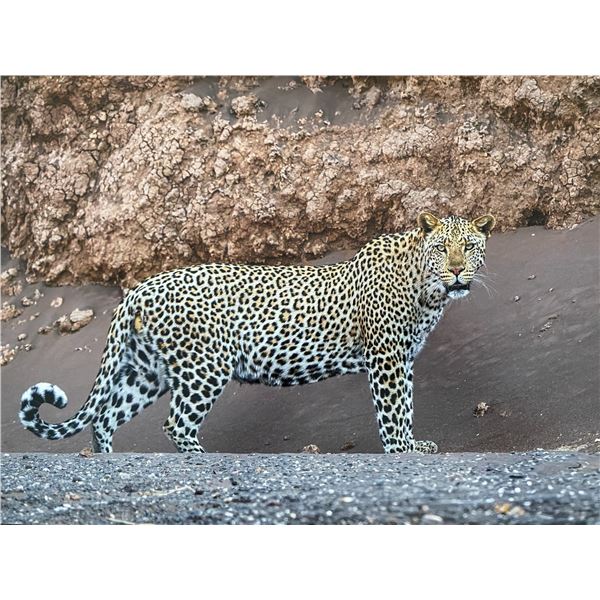 Original African Safari photo