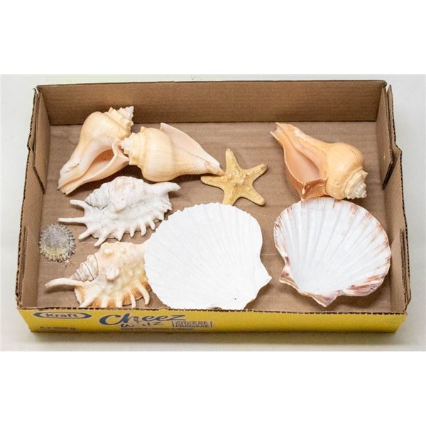 BOX OF ASSORTED SEA SHELLS