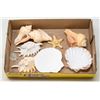Image 1 : BOX OF ASSORTED SEA SHELLS