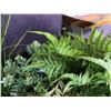 Image 8 : Multiple Artificial Plants in Pots, Misc Sizes