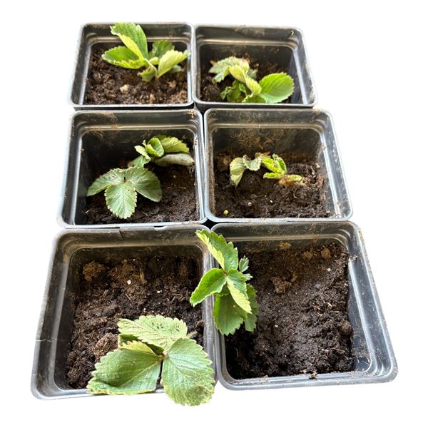 6 Everbearing Strawberry Potted Plants