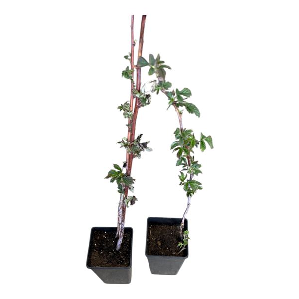 Lot of 10 Raspberry Canes Potted