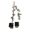 Image 1 : Lot of 10 Raspberry Canes Potted