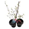 Image 1 : 4 Potted Smokey Saskatoon Bushes