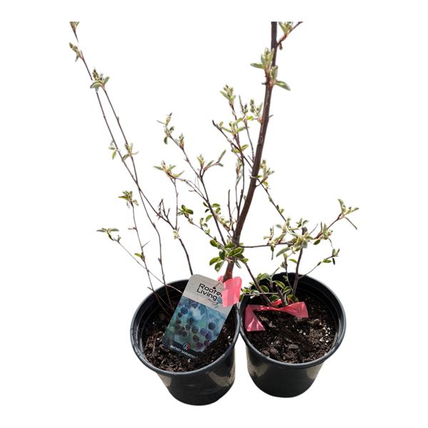 4 Potted Smokey Saskatoon Bushes