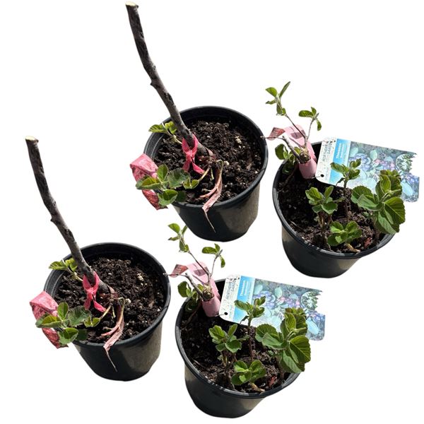 4 Potted Saskatoon Berry Bushes