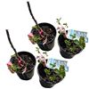 Image 1 : 4 Potted Saskatoon Berry Bushes