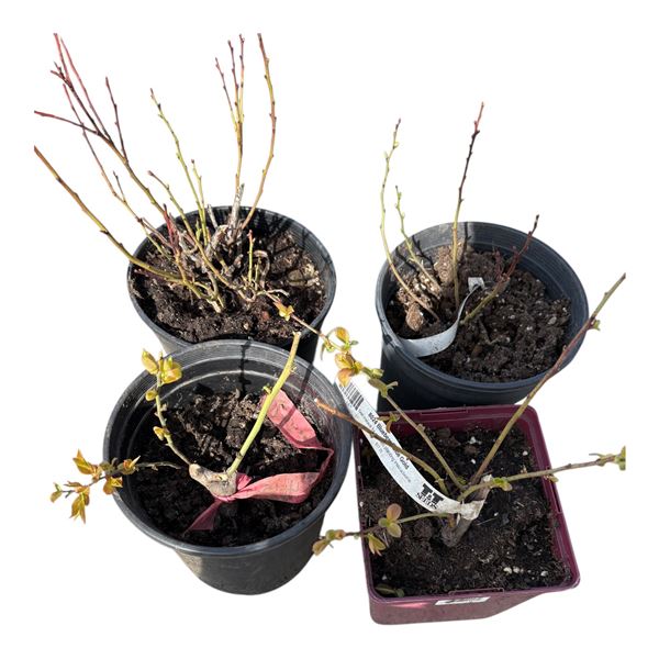 4 potted Blueberry Bushes