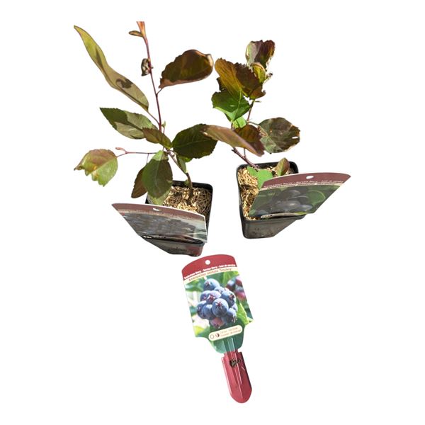 2 Potted Saskatoon Berry Bushes