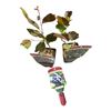 Image 1 : 2 Potted Saskatoon Berry Bushes