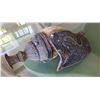 Image 1 : Vintage Tibetan Conch Trumpet 12"L