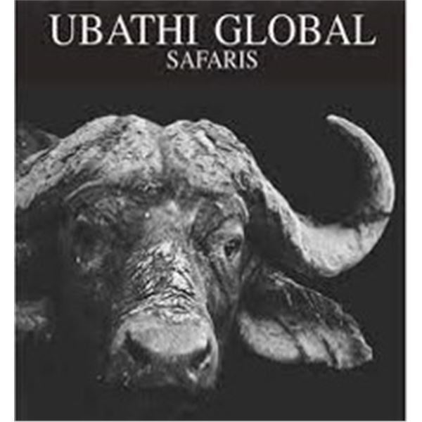 Cape Buffalo Cow Hunt with Ubathi Global Safaris