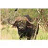 Image 4 : 10-day Cape Buffalo Bull Hunt for 1 Hunter - Ubathi Global Safaris