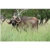 Image 5 : 10-day Cape Buffalo Bull Hunt for 1 Hunter - Ubathi Global Safaris