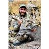 Image 4 : High Country Coues Deer Hunt