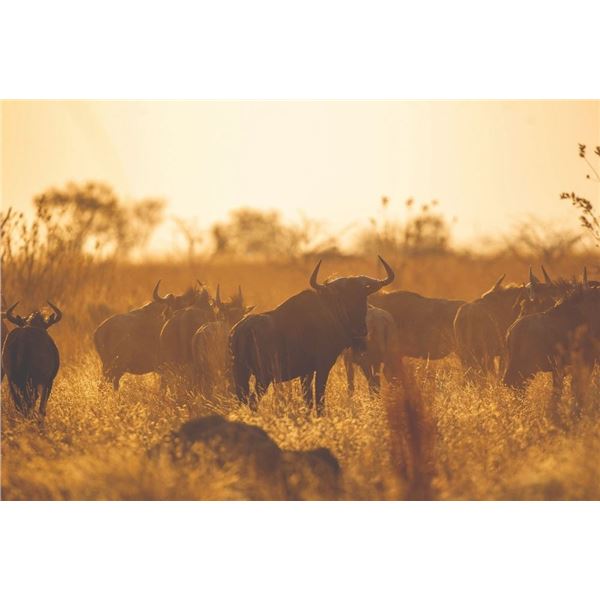 Wildebeest Slam in South Africa - Vos & Co Safaris