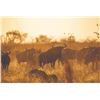 Image 1 : Wildebeest Slam in South Africa - Vos & Co Safaris