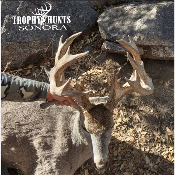 7 day fully guided Sonoran Coues Hunt for 1 - Trophy Hunts of Sonora LLC