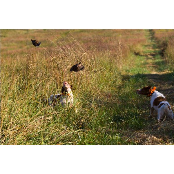 Texas Quail Hunt for 2 Hunters