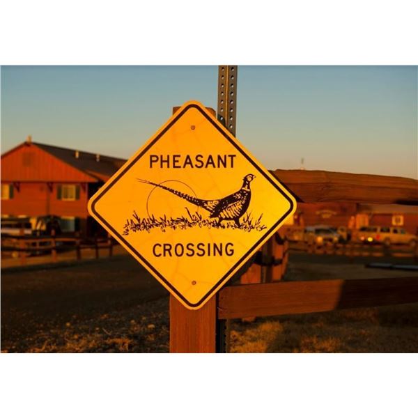 South Dakota Pheasant Hunt for 4 Hunters