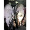 Image 10 : Colorado Snow Goose hunt for 4 Hunters - Webbed Feet Down Outfitters