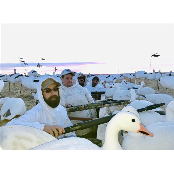 Colorado Snow Goose hunt for 4 Hunters - Webbed Feet Down Outfitters