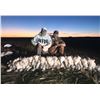 Image 3 : Colorado Snow Goose hunt for 4 Hunters - Webbed Feet Down Outfitters