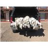 Image 7 : Colorado Snow Goose hunt for 4 Hunters - Webbed Feet Down Outfitters
