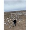 Image 8 : Colorado Snow Goose hunt for 4 Hunters - Webbed Feet Down Outfitters