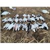 Image 9 : Colorado Snow Goose hunt for 4 Hunters - Webbed Feet Down Outfitters