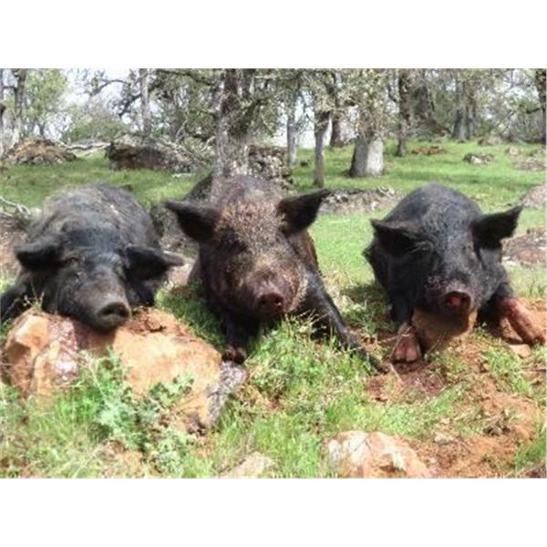 Calif Pig Hunt for 2 Hunters