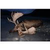 Image 1 : Unguided Alaskan Moose Hunt for 2 Hunters