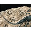 Image 2 : HOWARD, NEIL, PRATT, GOLDBLOOM AND DERN SIGNED JURASSIC PARK FOSSIL WITH COA