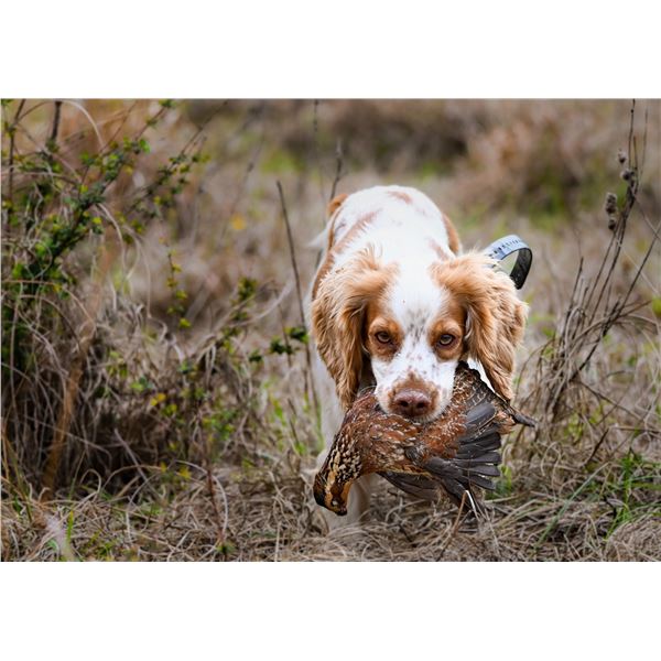 1 Day Quail Hunt for 4 Hunters- Millican Texas