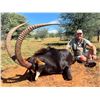 Image 1 : 10 Safari- 2 Hunters/2 Gold Medal Sable Bulls Each- NW Province