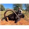 Image 3 : 10 Safari- 2 Hunters/2 Gold Medal Sable Bulls Each- NW Province