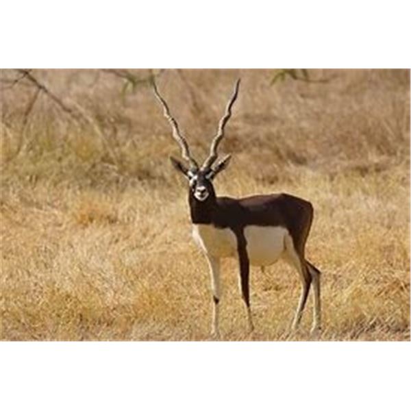 2 Day/ 1 Night Blackbuck Hunt for 1 Hunter & 1 Non-Hunter at Good Times Ranch- Medina, Texas